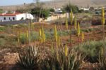Fuerteventura Aloe vera Llanos de la Conception