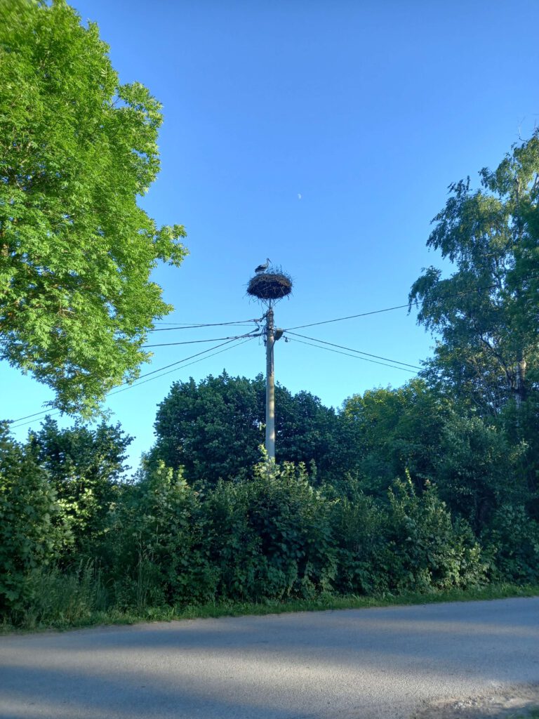 Störche