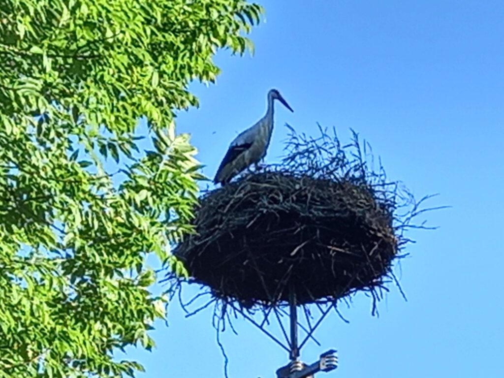 Storch Störche unterwegs in Polen entdeckt Storchennest
