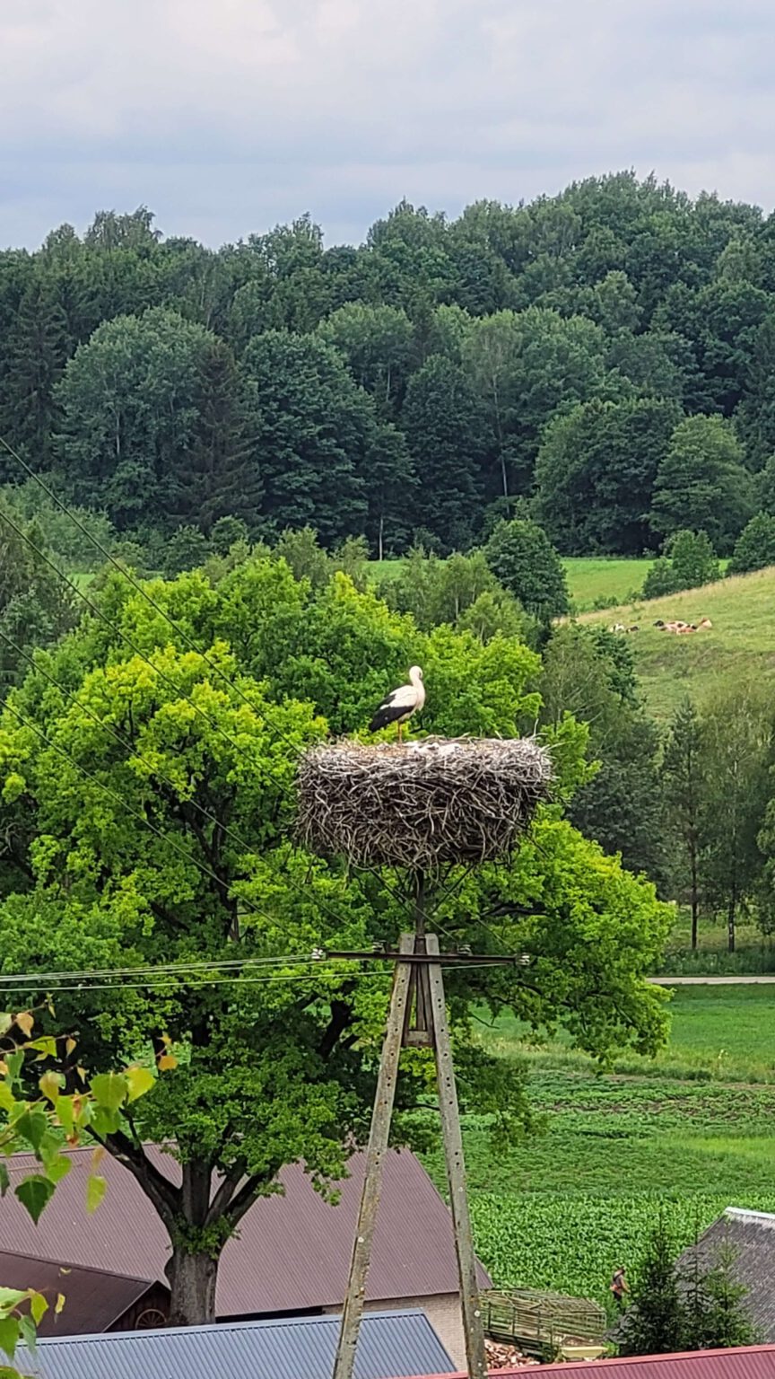 Storchennest