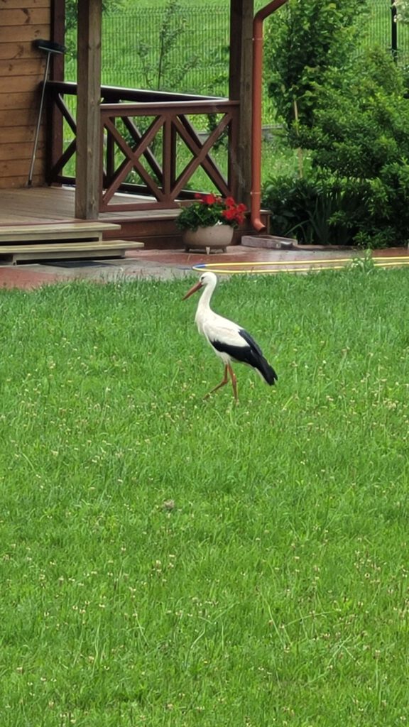 Storch, störche