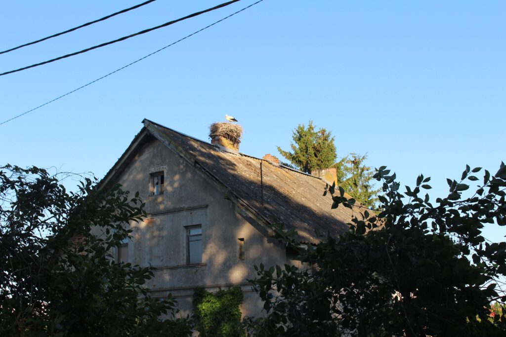Störche Storch Storchennest unterwegs in Polen Masuren