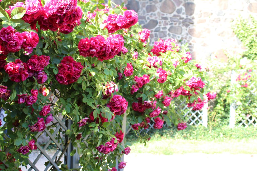 Malbork Marienburg Rosen