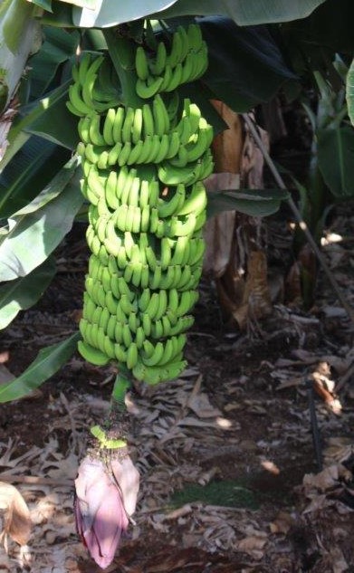 Bananen auf Teneriffa