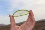 Aloe Vera in Hand